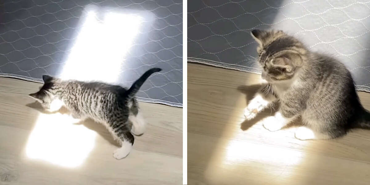 Regardez ce chaton curieux découvrir son tout premier rayon de soleil