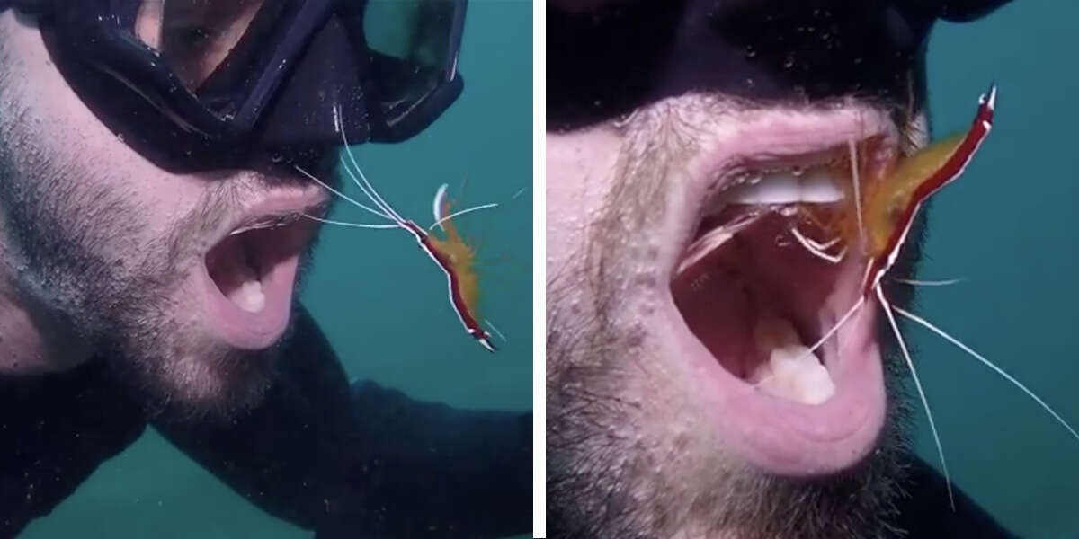 Un plongeur se fait nettoyer les dents toutes les semaines par la même petite crevette sympathique