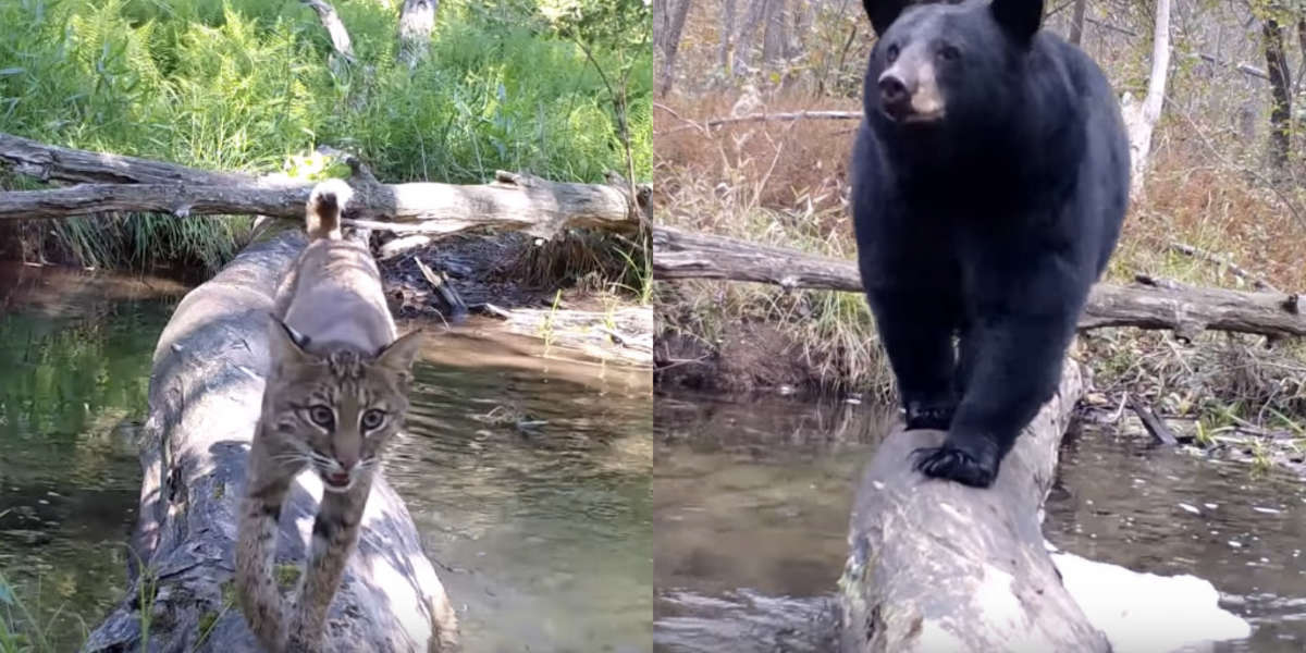 Une caméra cachée filme tous les animaux qui traversent ce rondin de bois