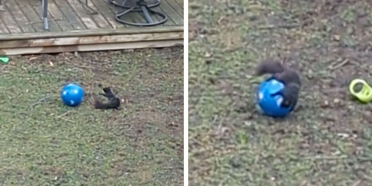 Une caméra surprend un écureuil en train de s’amuser avec le jouet d’un enfant laissé dans la cour