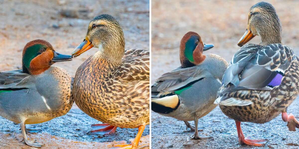 Un petit canard est obsédé par une petite amie géante qui fait trois fois sa taille