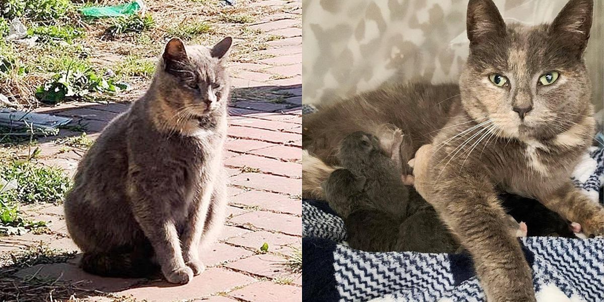 Un chat s’approche d’une femme pour se faire caresser et finit par avoir des chatons dans sa maison deux jours plus tard