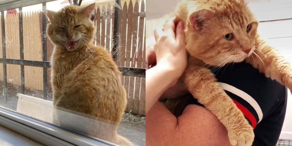 Un chat apparaît sur le rebord d’une fenêtre et dit à sa famille qu’il est prêt à quitter sa vie de vagabond