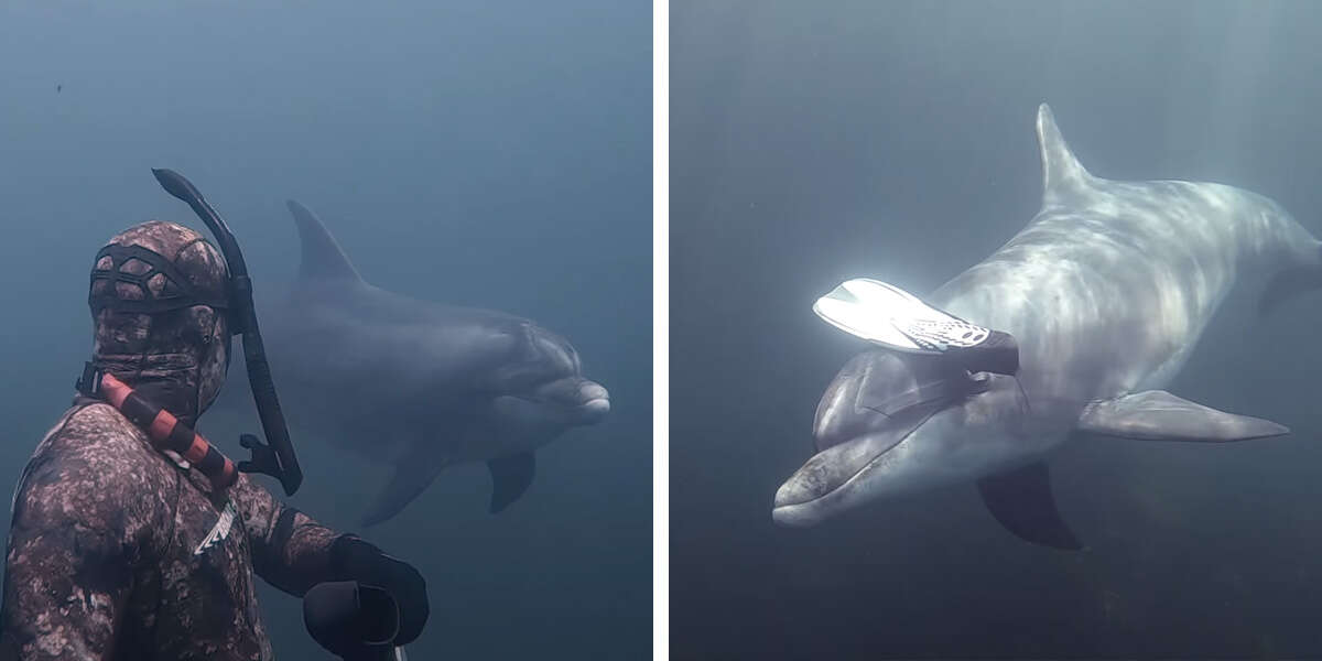Un dauphin sauvage se lie d’amitié avec un plongeur et l’invite à jouer à la balle.