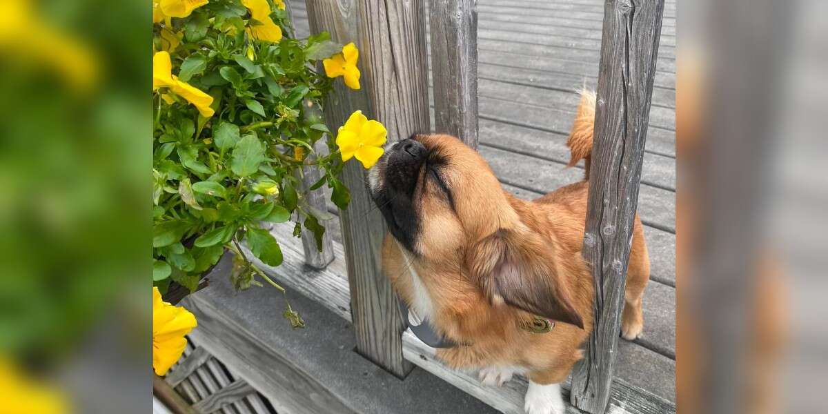Un petit chien insiste pour s’arrêter et sentir chaque fleur qu’il voit