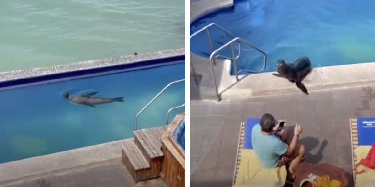 Une otarie fait trempette dans la piscine d’un hôtel – puis vole une chaise longue