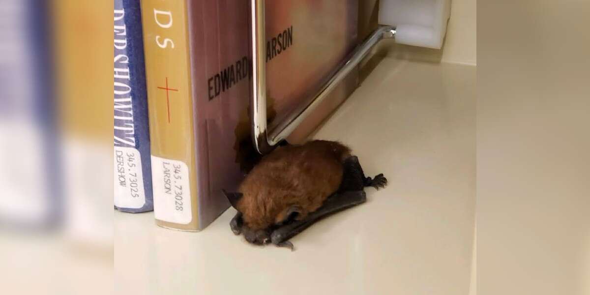 Une bibliothécaire aperçoit un petit animal endormi, blotti dans les livres