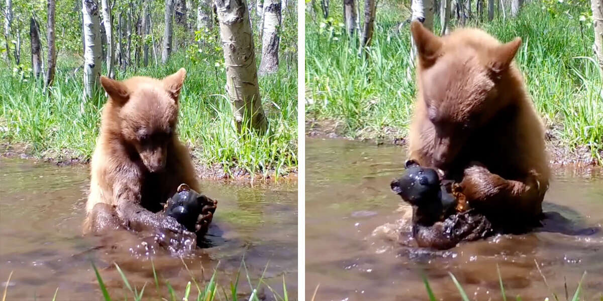 Une caméra de surveillance surprend un ours en train de prendre un bain avec une peluche qu’il a trouvé