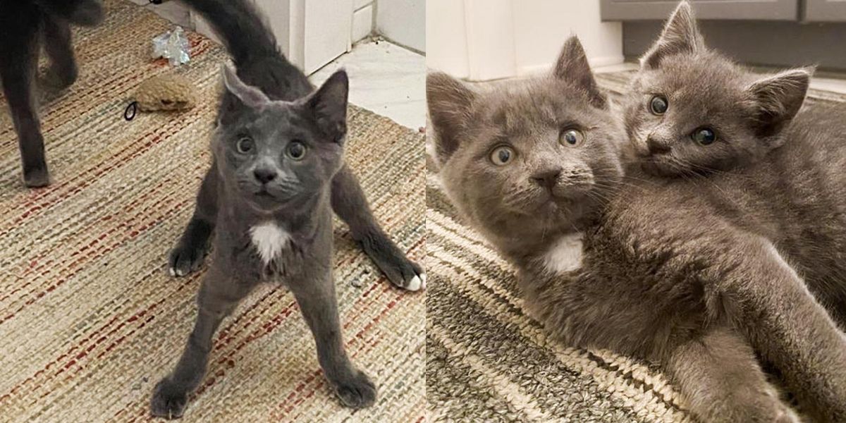 Des chatons nés à la rue avec des pattes bancales, se blottissent contre une femme et tentent de la conquérir