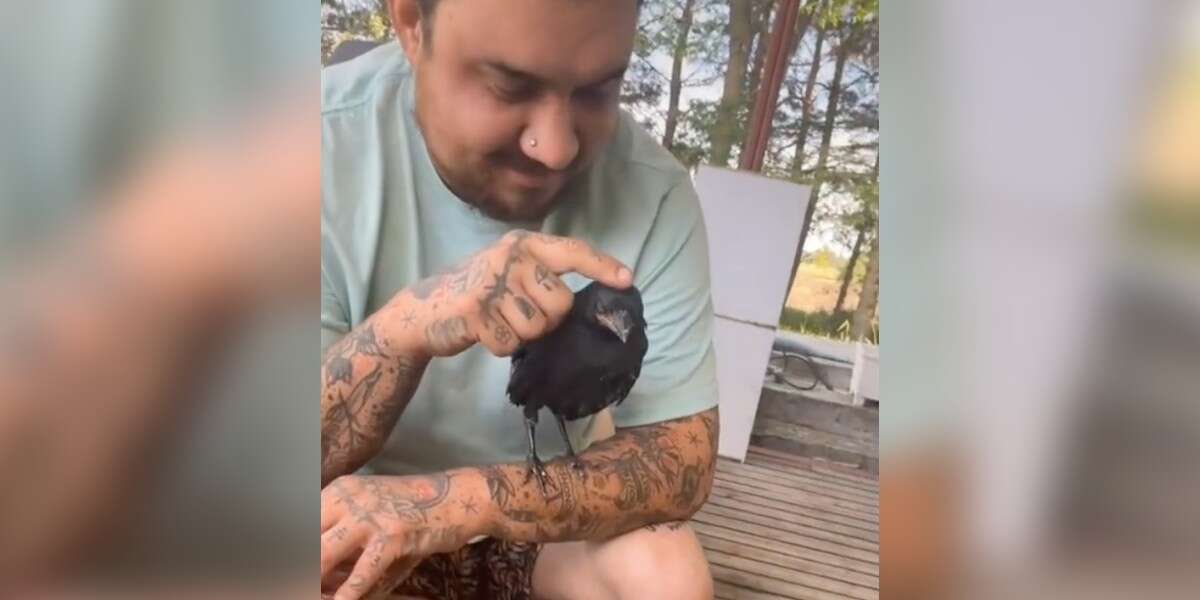 Un corbeau revient rendre visite à la famille qui l’a sauvé chaque fois qu’il a envie d’un câlin