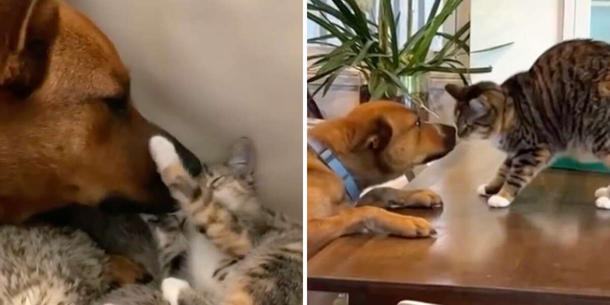 Un chien et un chat se revoient après un an de séparation – et se retrouvent de la manière la plus douce qui soit.