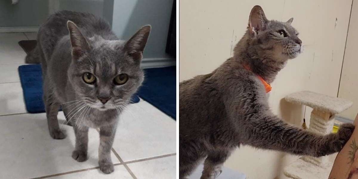 Une femme met un collier à un chat âgé abandonné et constate un changement immédiat