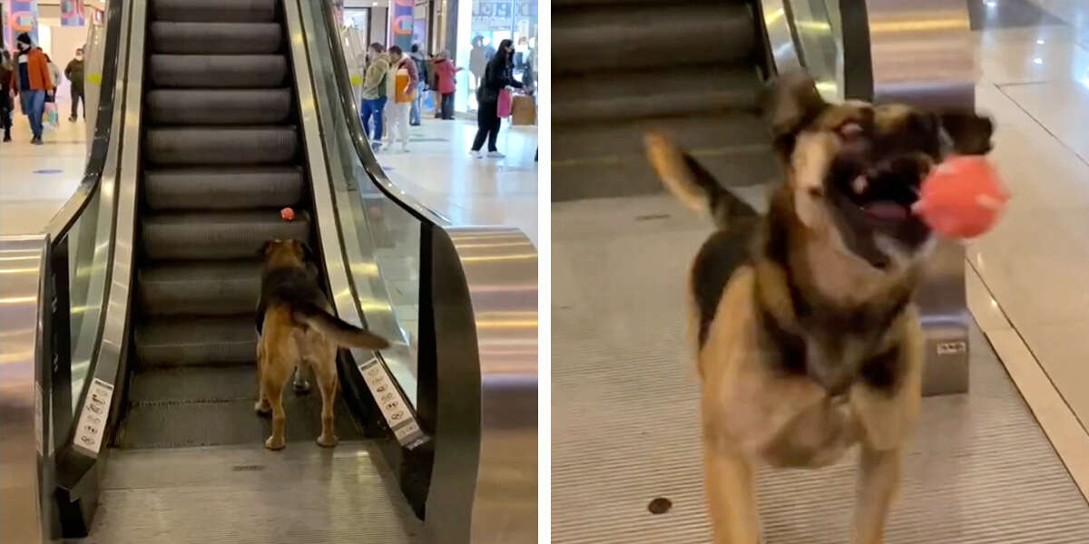 Un gentil chien errant convainc des inconnus au centre commercial de jouer à la balle avec lui