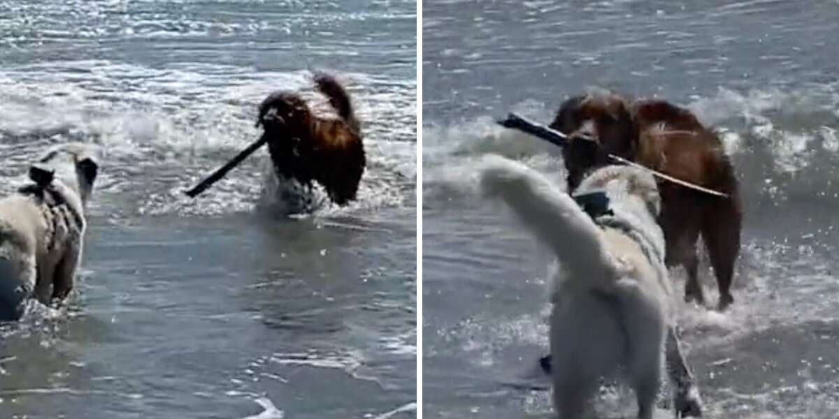Ce chien court dans l’océan pour rapporter un bâton à son ami qui a peur des vagues