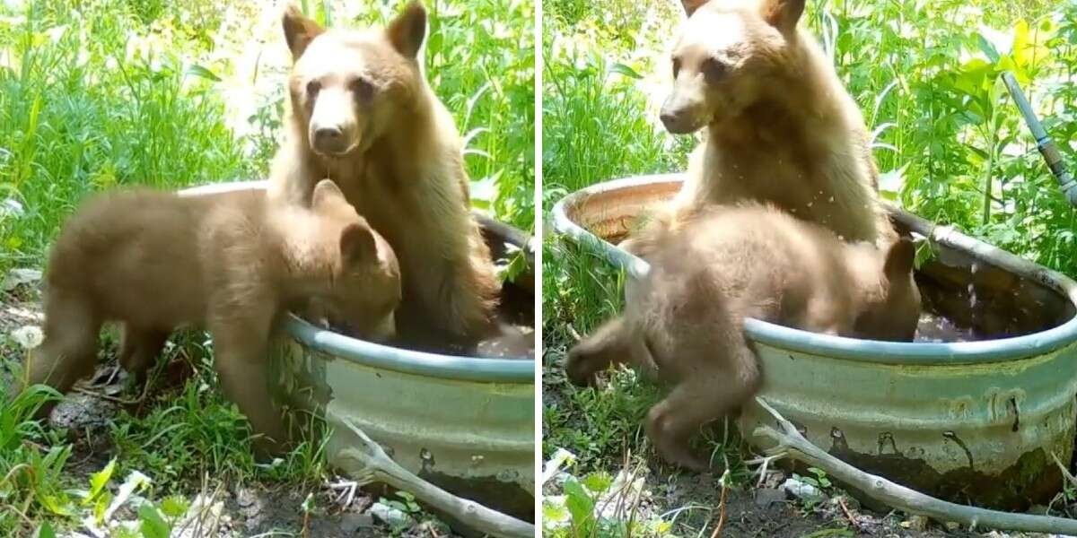 Une caméra de surveillance surprend une maman ourse et son ourson en train de prendre un bain dans une baignoire