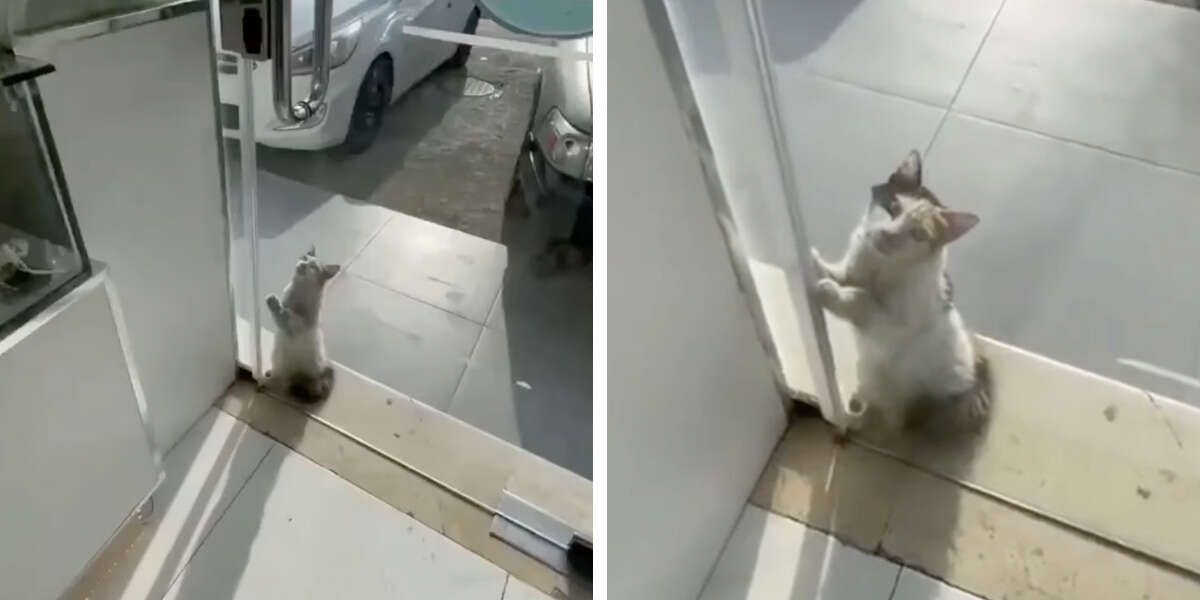 Un commerçant ouvre sa porte à un chat errant qui demande de l’aide pendant la canicule