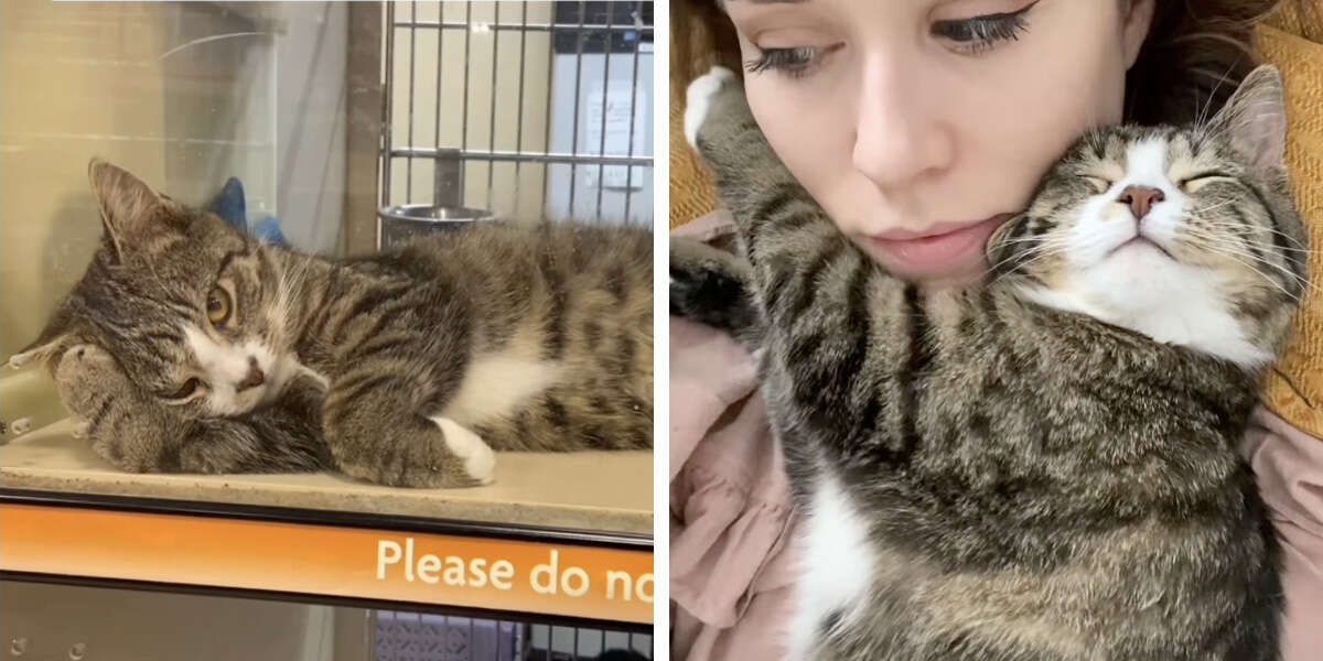 Une vidéo réconfortante montre ce que l’amour fait à un chat de refuge triste