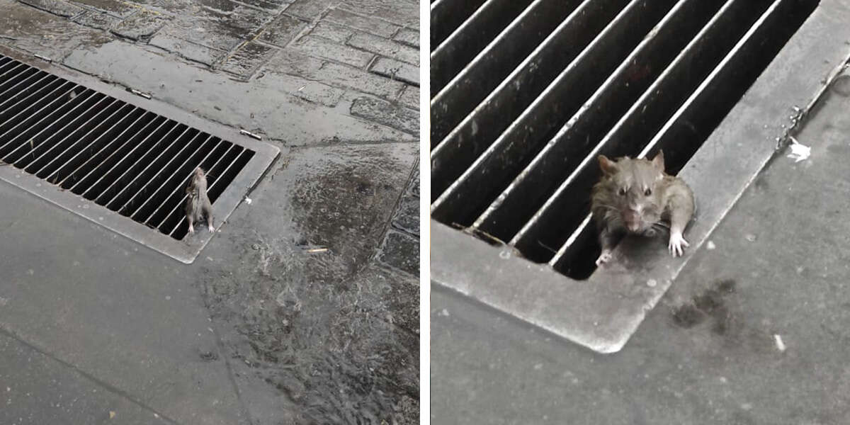 Un rat piégé dans une grille d’égout avait perdu tout espoir que quelqu’un puisse le sauver