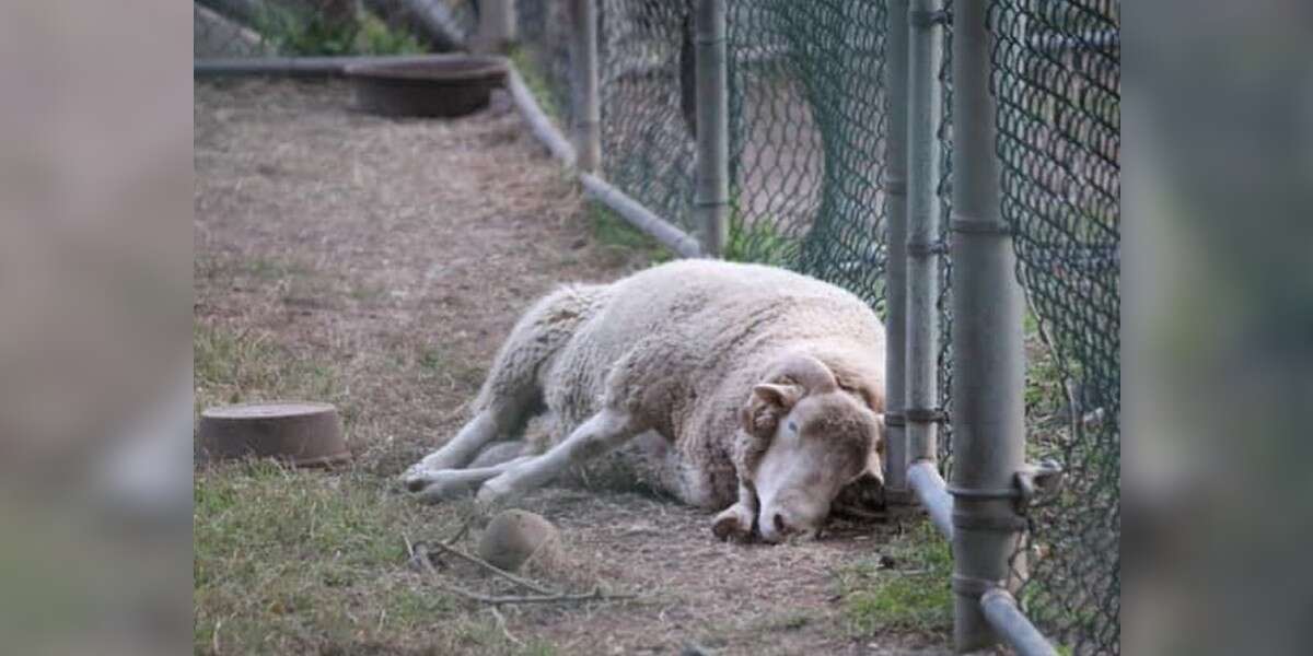 Une femme voit un bélier « déprimé » dans un zoo et sait qu’elle doit l’aider