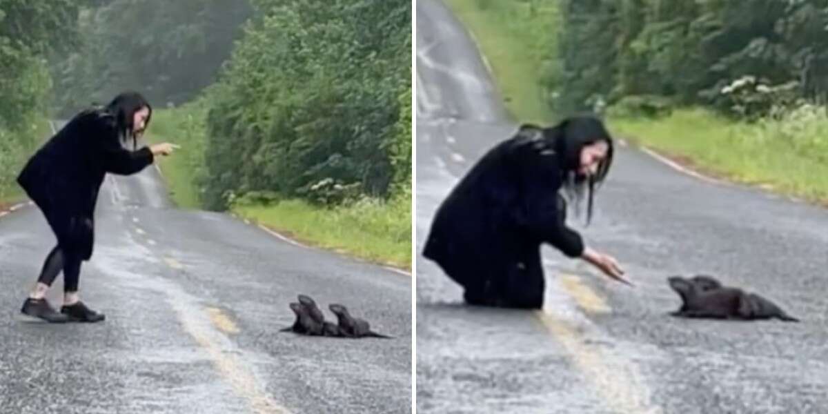 Une femme aperçoit un amas de poils sur la route et sait ce qu’elle doit faire