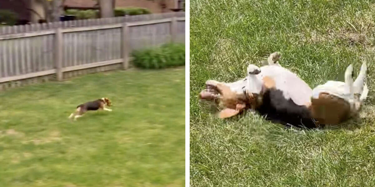 Un beagle secouru a une réaction des plus heureuses en touchant de l’herbe pour la toute première fois