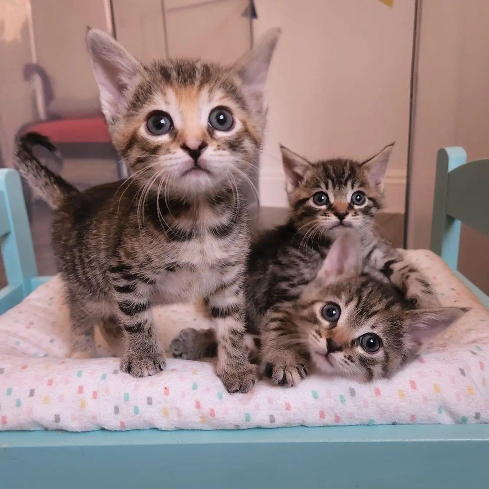 Une Famille Entend Un Chaton Dans Sa Cour Et Finit Par En Trouver Trois Qui Ne Demandent Qu A Etre Aides Cute Planet