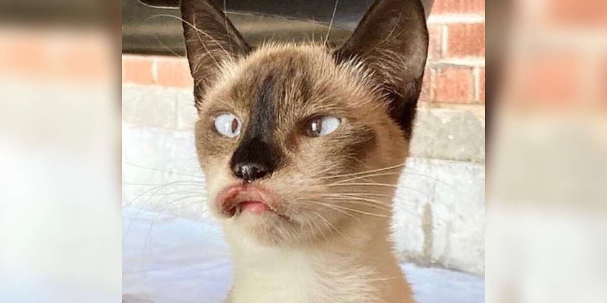 Le sourire d’un chat se retourne littéralement après qu’il ait trouvé un foyer pour toujours