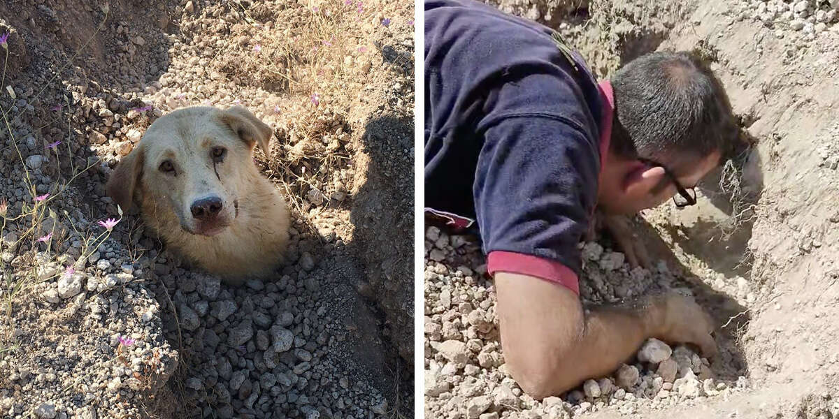 Un sauveteur trouve un chien enterré jusqu’au cou, puis réalise qu’il n’est pas seul