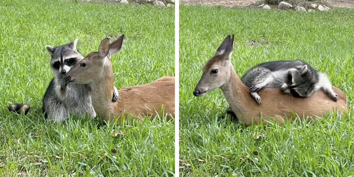 Un raton laveur se lie d’amitié avec une biche qui a perdu sa mère