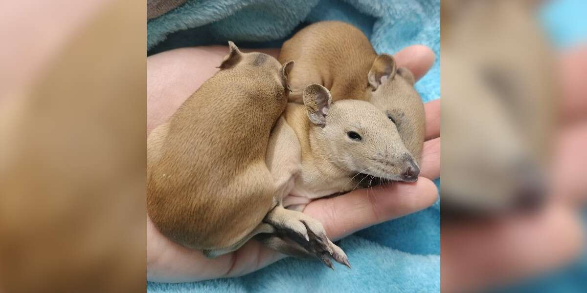 Une femme est choquée de trouver une famille d’animaux mystérieux blottie dans le lit de son chien