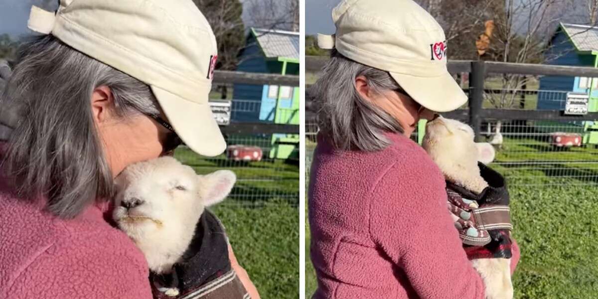 Un petit agneau exige chaque jour des baisers de son sauveteur