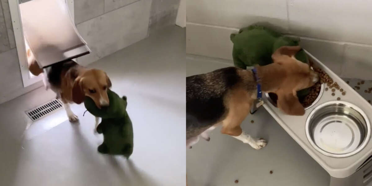 Un beagle secouru aime tellement son premier jouet qu’il ne veut même pas le poser pour le manger