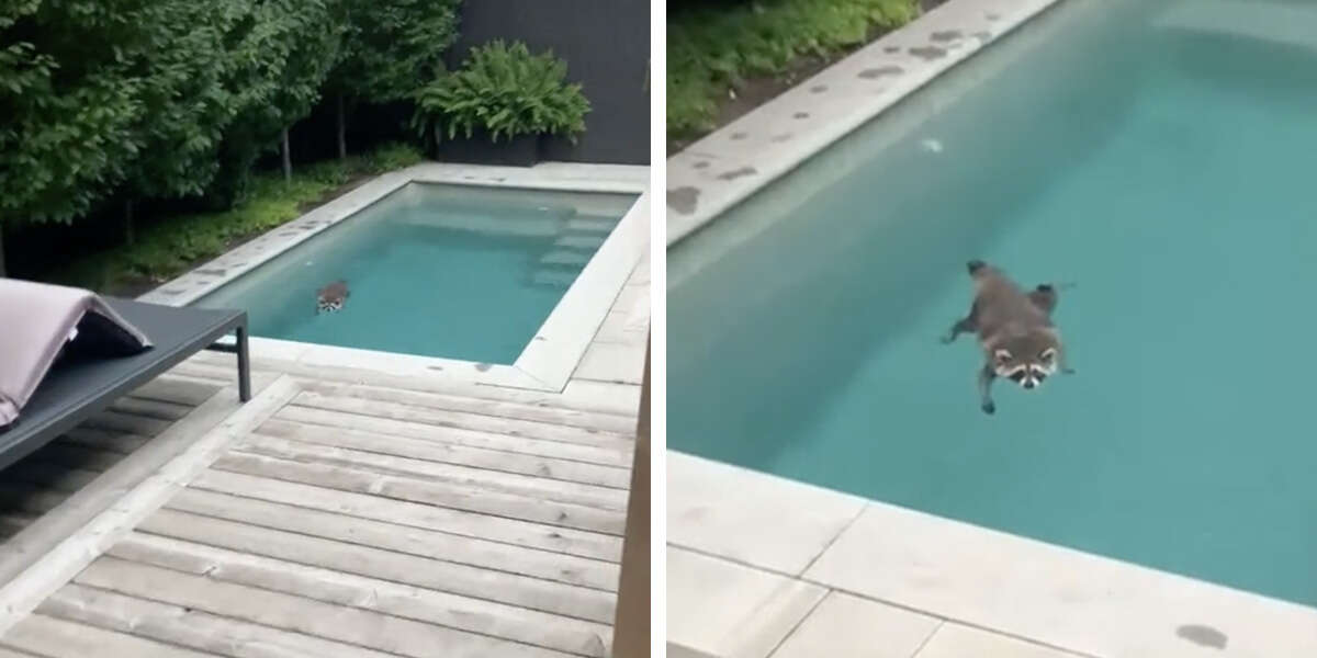 Un raton-laveur revient sans cesse se baigner dans la piscine d’une femme