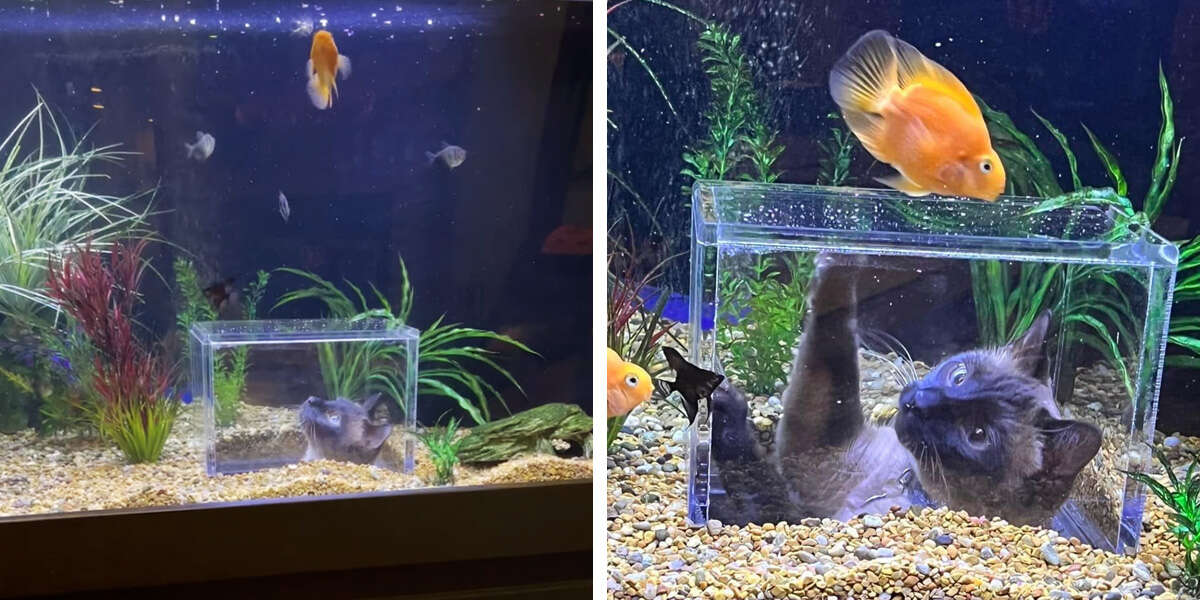 Une famille conçoit un aquarium personnalisé pour son chat qui adore observer les poissons