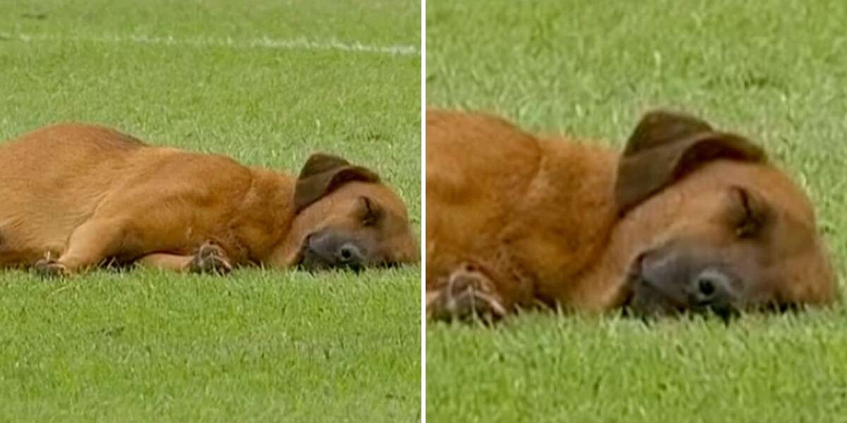 Un chien profite d’une sieste paisible au milieu d’un match de football professionnel