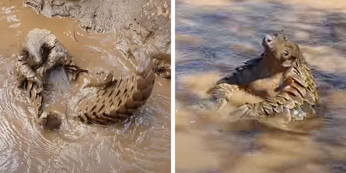 Un pangolin profite d’un bain de boue après avoir laissé tous ses problèmes derrière lui