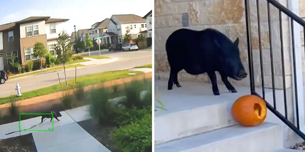 Un cochon pris en photo en train de s’enfuir de chez lui pour voler des citrouilles