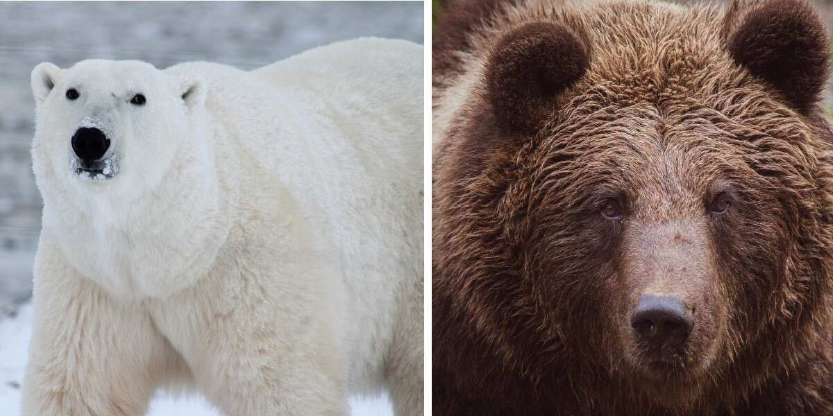 Les ours grolar existent – et ils sont plus courants que vous ne le pensez