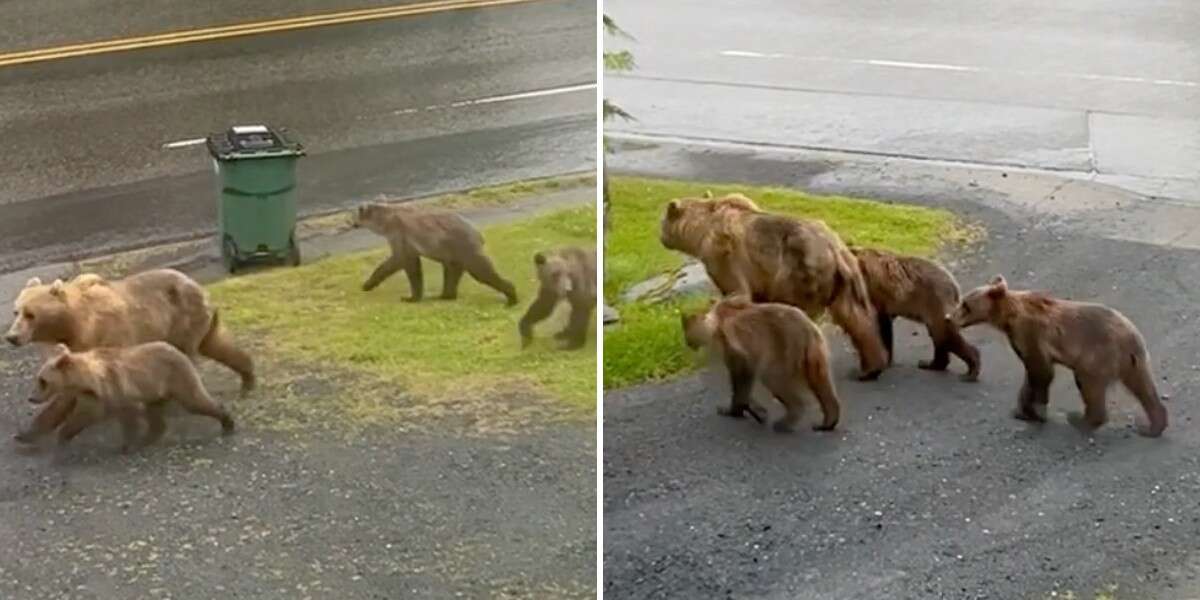 Une femme aperçoit une famille sauvage entière de  se promenant tranquillement dans sa rue