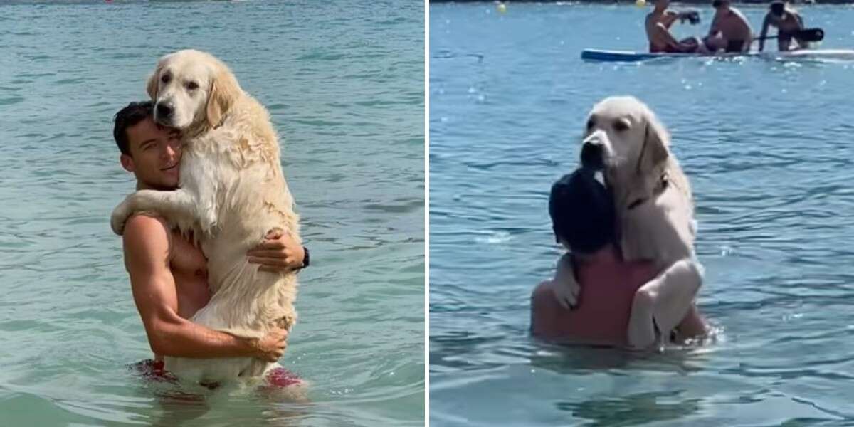 Un chien insiste pour câliner son maître dans l’eau pour la plus belle des raisons