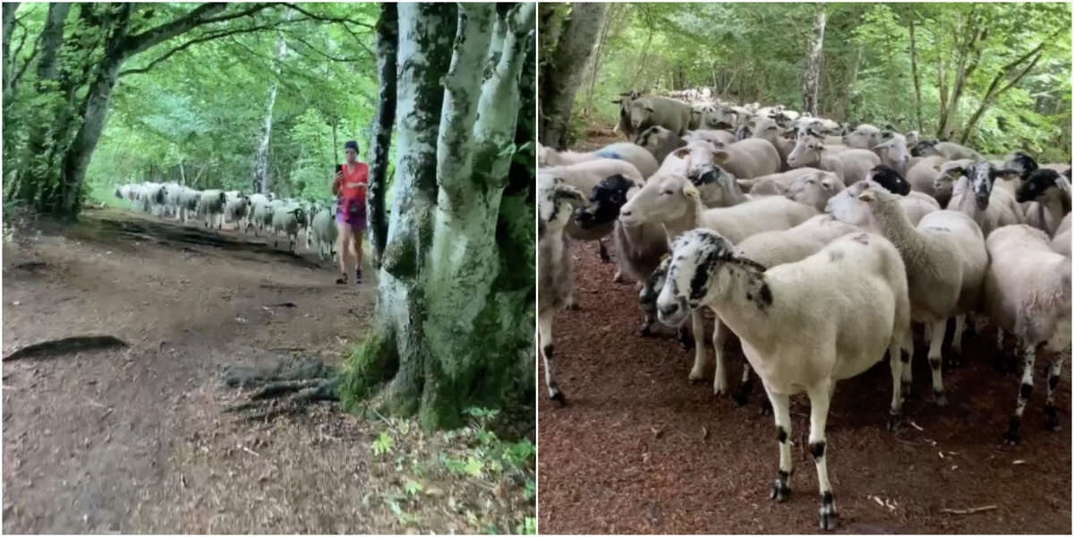 Une coureuse se retourne et réalise qu’un troupeau de moutons perdus la suit