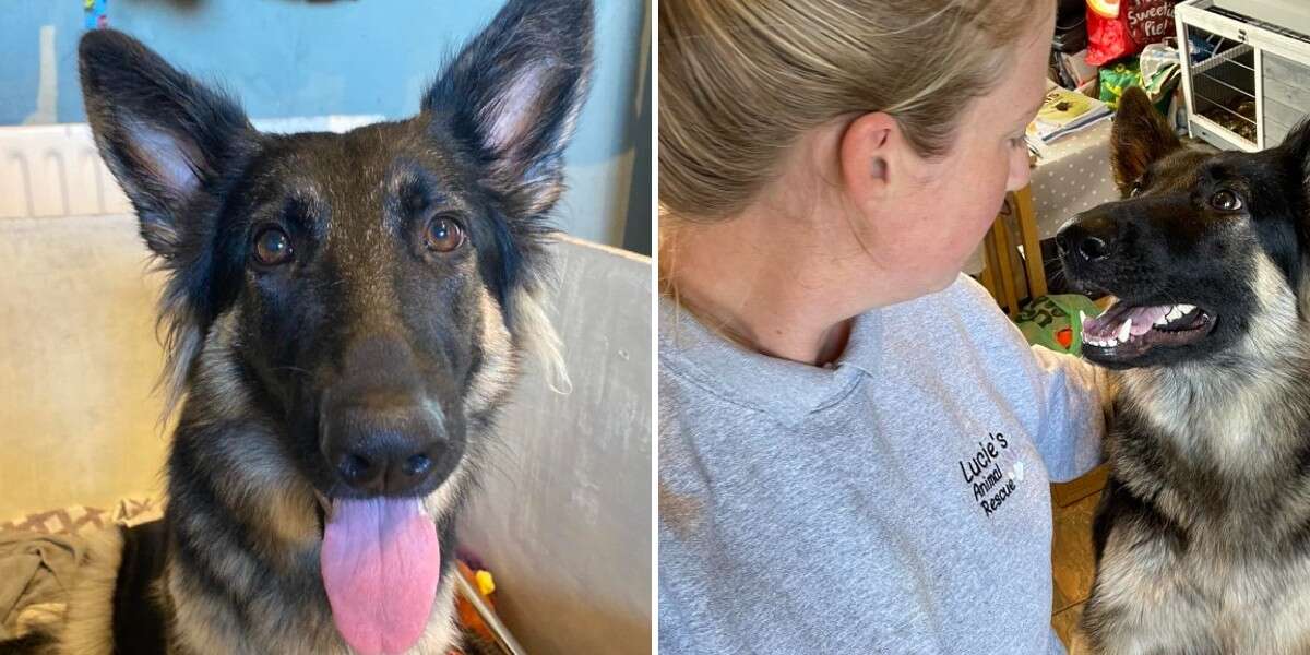 Une femme sauve un chien de l’euthanasie, puis se rend compte qu’elle a sauvé plus d’une vie.