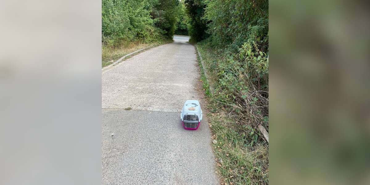 Le personnel d’un refuge trouve une caisse abandonnée dans l’allée avec la plus adorable des petites familles à l’intérieur