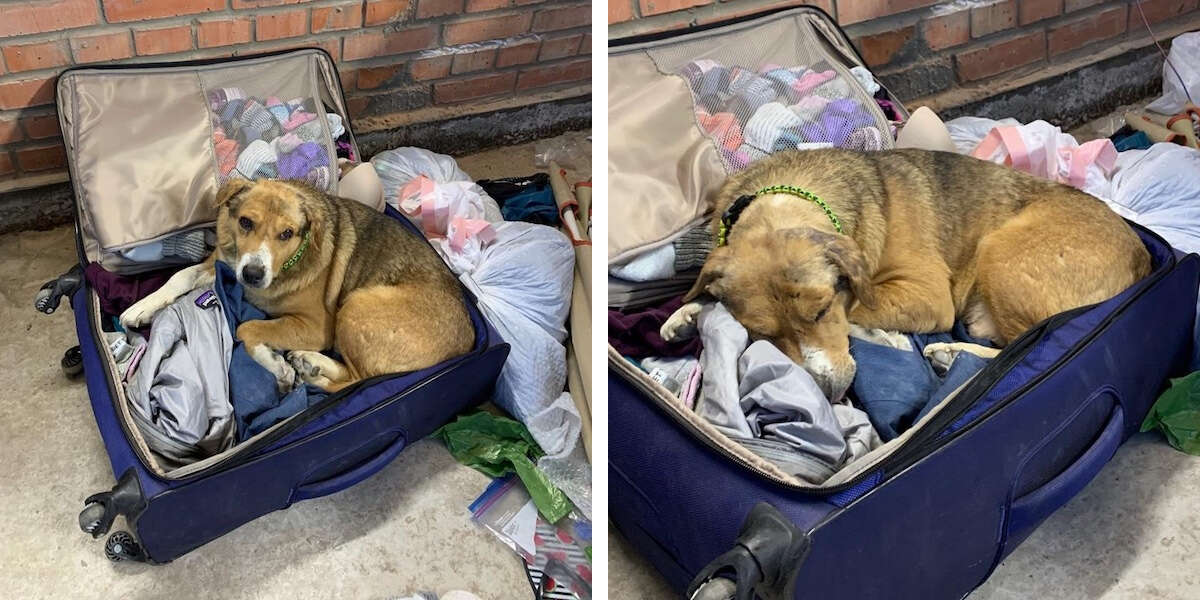 Ce chien ukrainien qui ne faisait confiance à personne se blottit dans la valise de la vétérinaire en la suppliant de rester