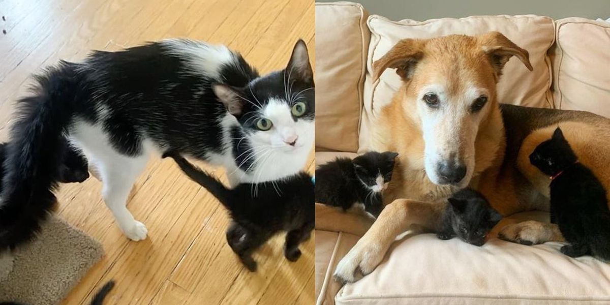 Une chatte se rapproche d’un chien lorsqu’elle réalise qu’ils peuvent co-élever ses chatons ensemble.