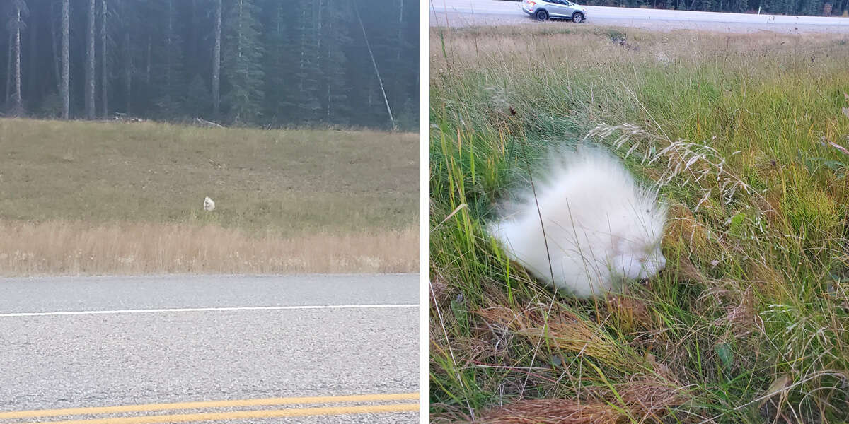 Une femme fait une découverte rare après avoir repéré un « rocher » blanc sur le bord de la route.