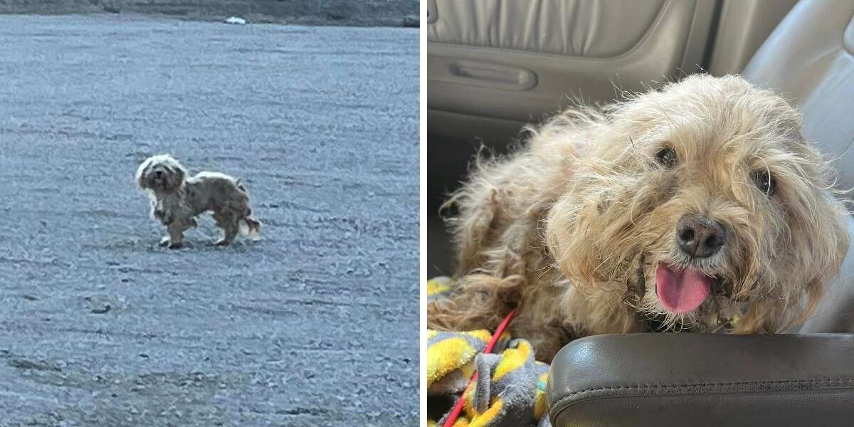 Un chien abandonné qui avait perdu tout espoir a la plus belle des réactions lorsqu’il est enfin sauvé