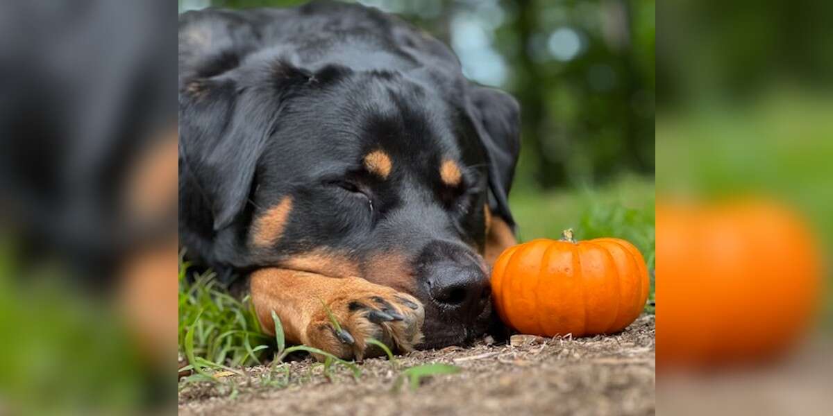 Un chien affectueux emmène son meilleur ami partout où il va