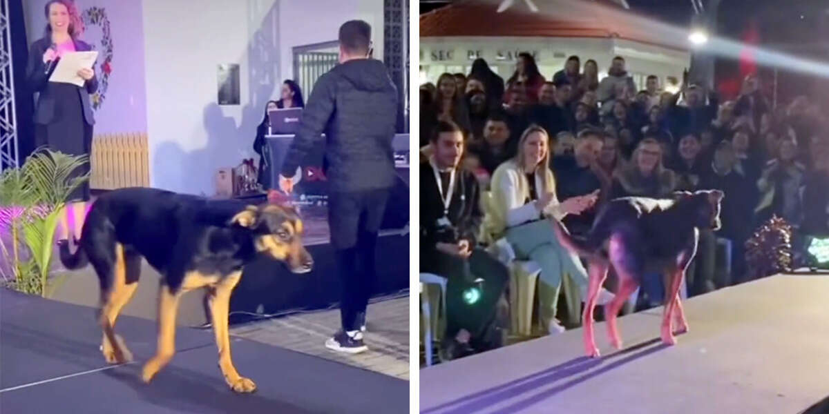 Un chien envahit le podium et vole la vedette à un concours de beauté