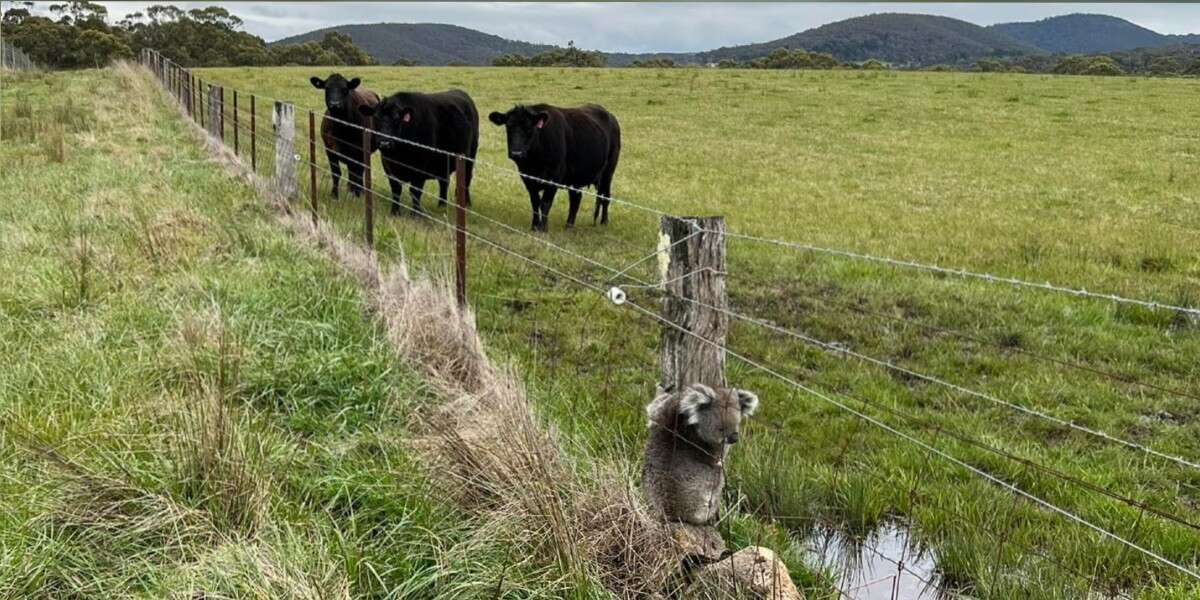 De bons samaritains aperçoivent un petit koala qui s’accroche à une clôture et réalisent qu’il est en danger